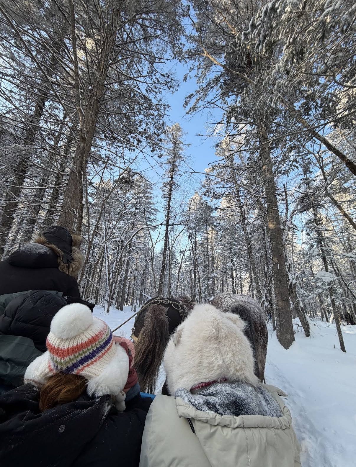 A horse-drawn sleigh ride through the snowy forest at Laolike Lake