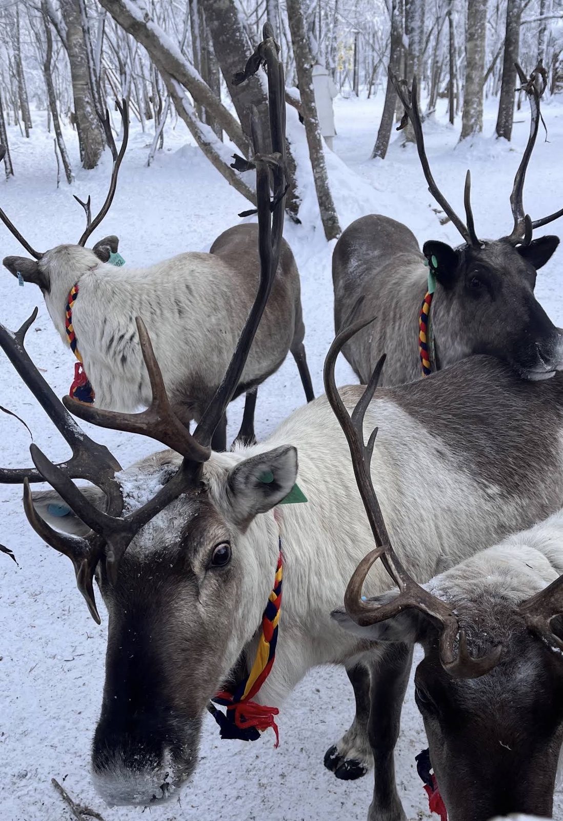 Reindeer in the snowy forest at Laolike Lake